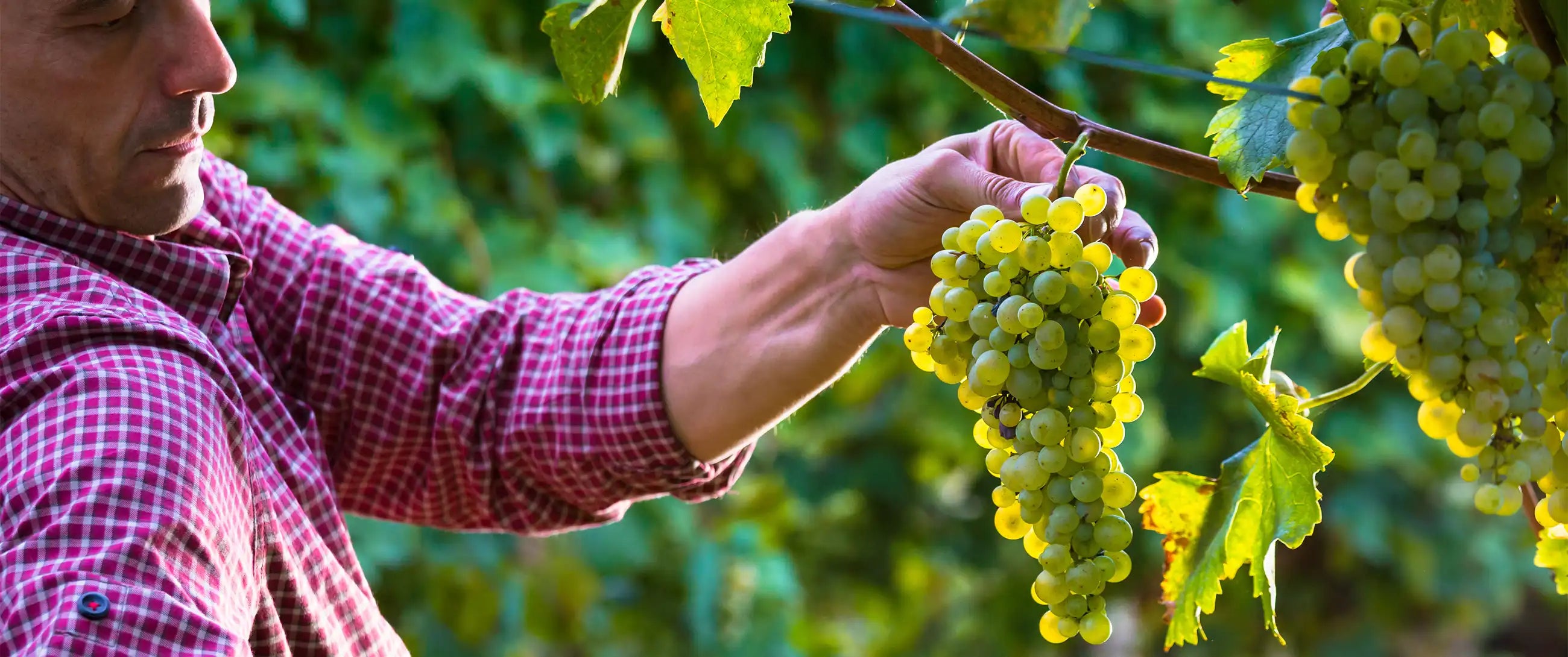 Decanter Says: Picpoul Makes a Splash in America