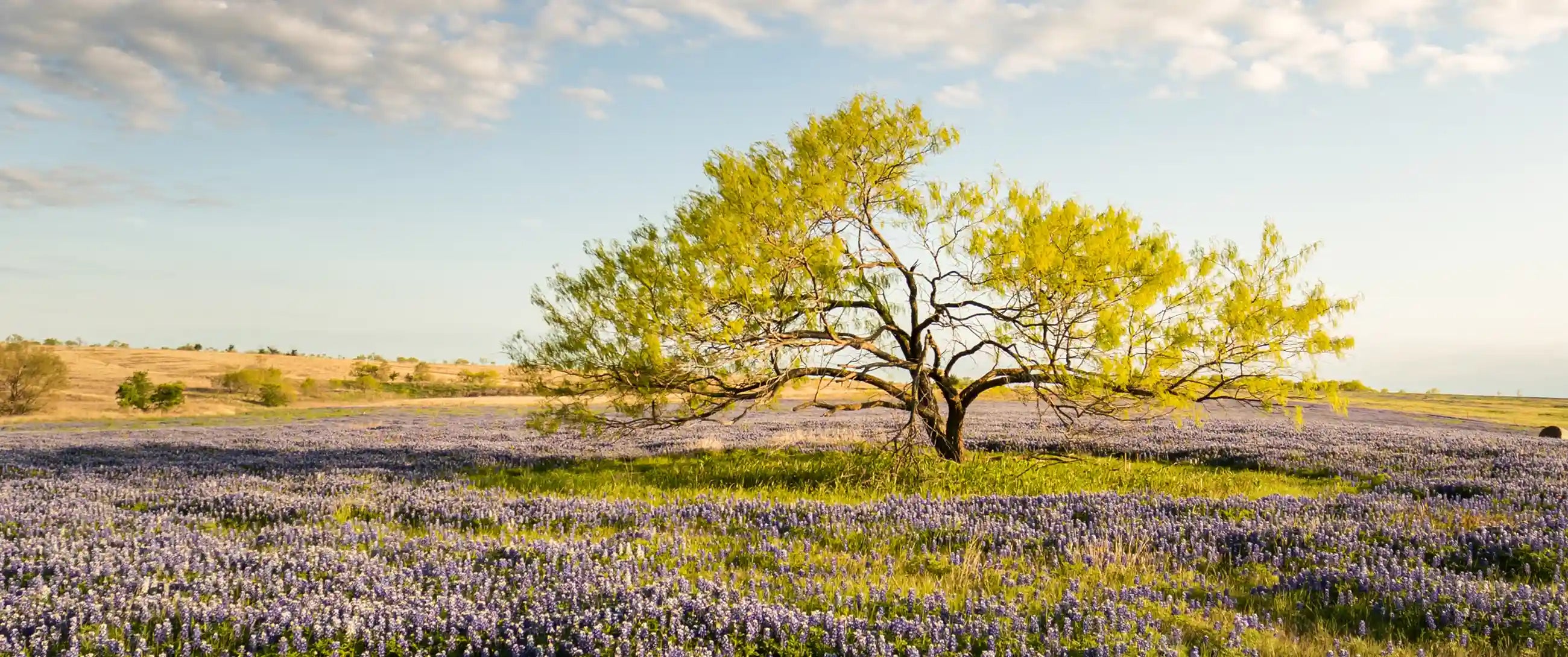 Escape for an Experience