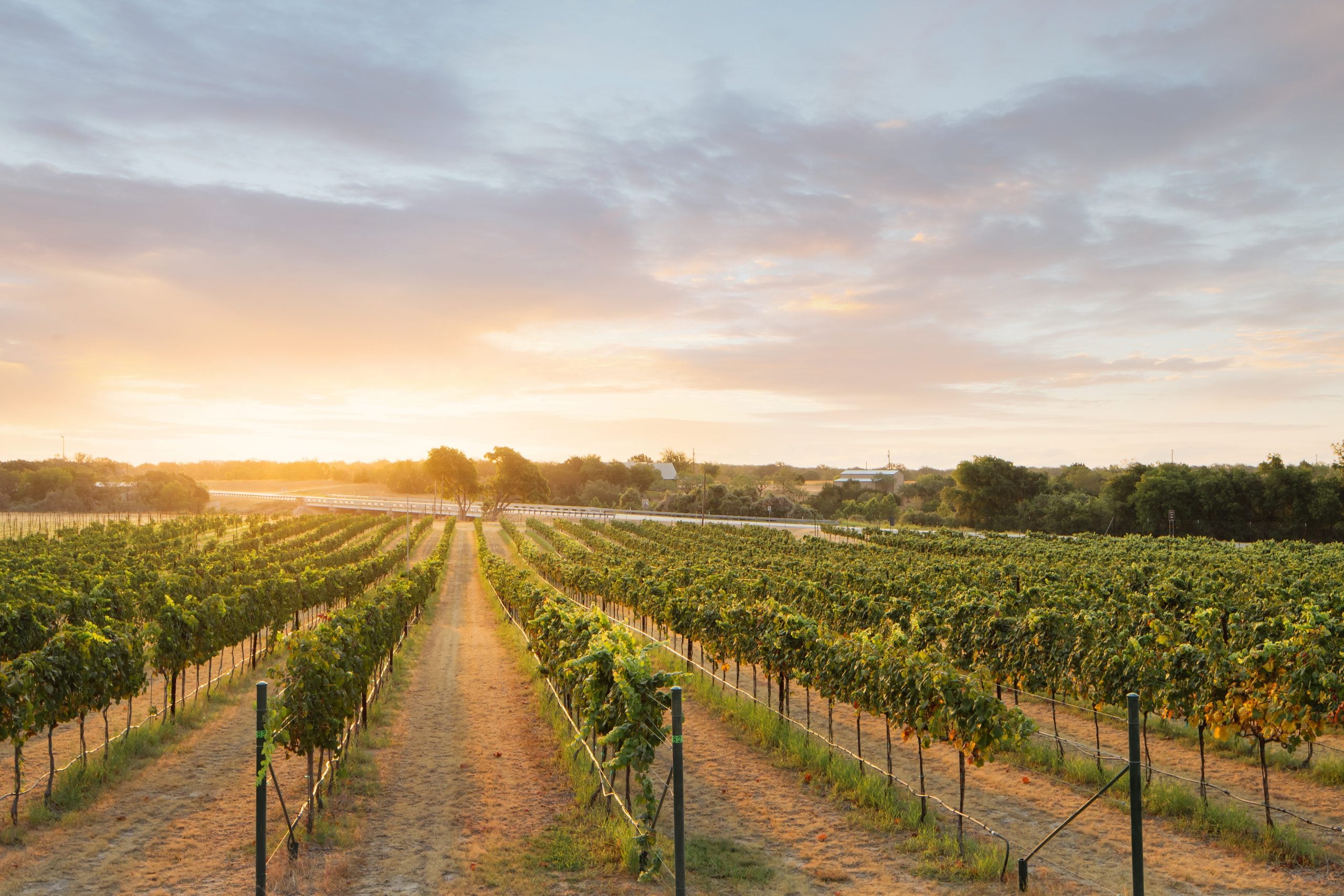 New and Notable Wineries to Visit on Wine Road 290, According to Texas Highways