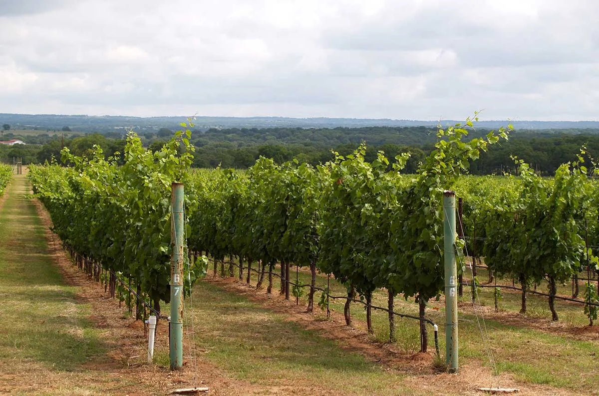 Region on the rise: Texas wines shine at DWWA 2026