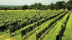 Texas Wine Is Growing Up