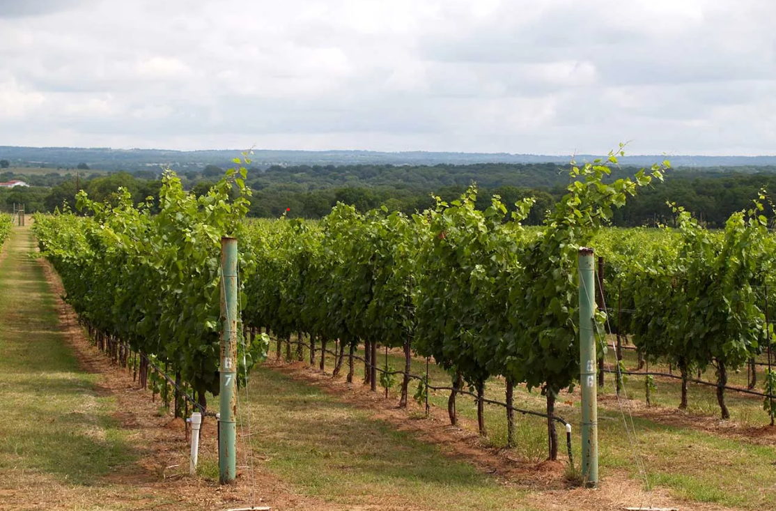 Region on the rise: Texas wines shine at DWWA 2026